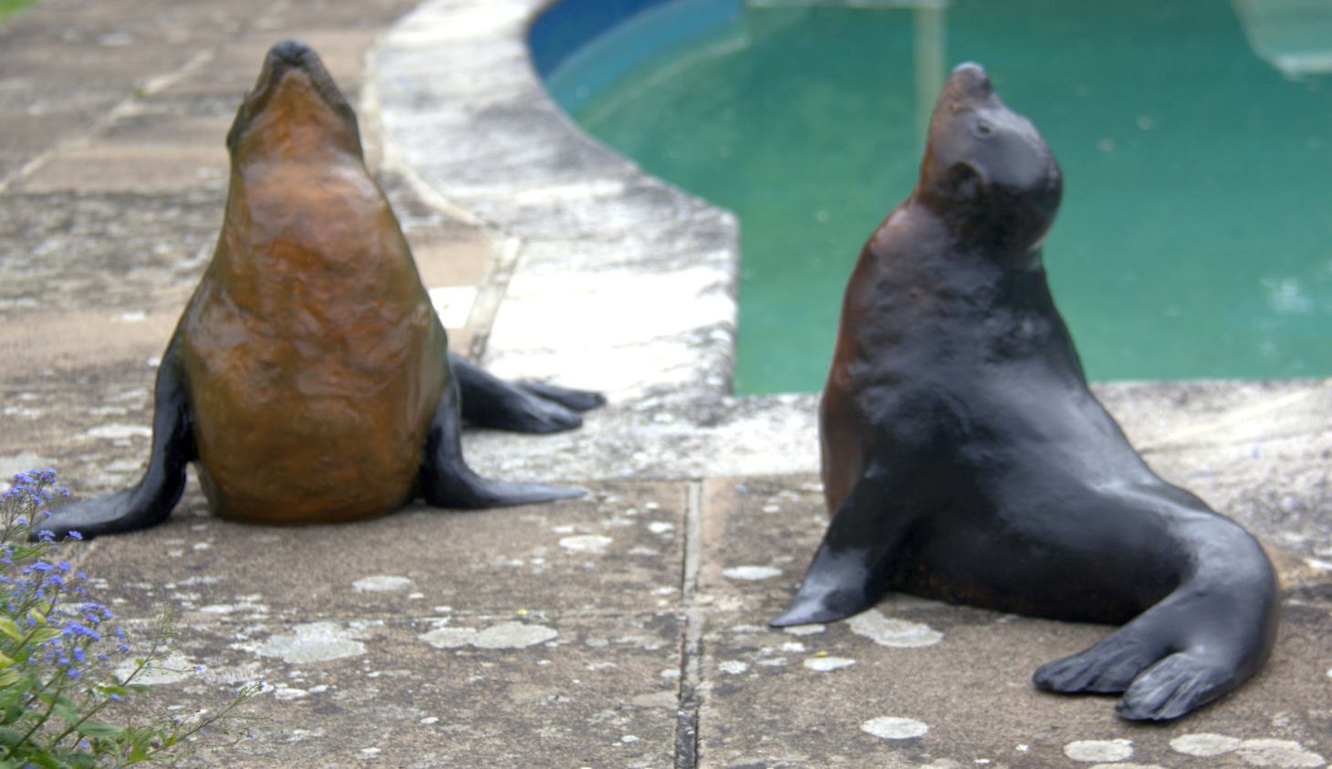 Sealions